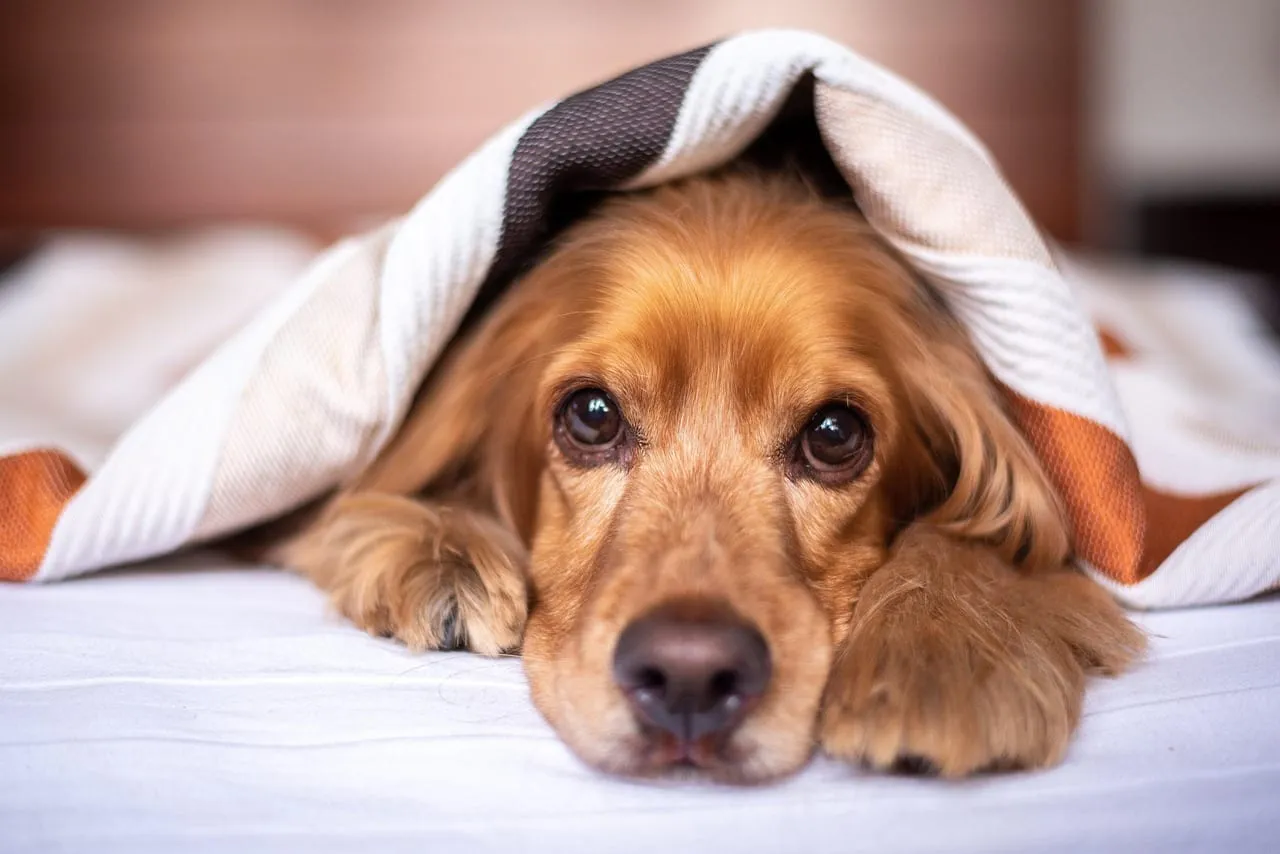 Mit Hund ins Toggenburg: hundefreundliche Ferienwohnung & Touren