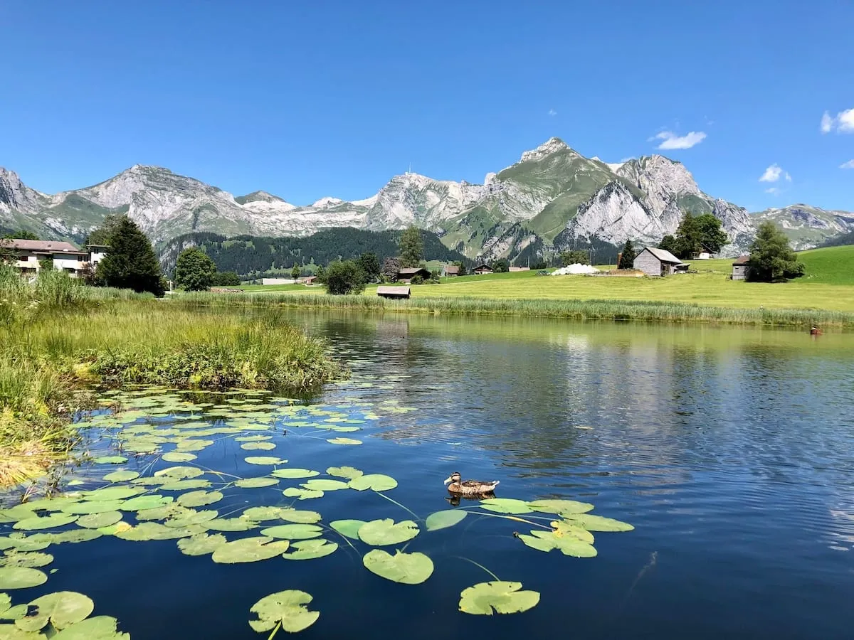 Der Schwendisee im Sommer mit Seerosen und Blick zu den Bergen