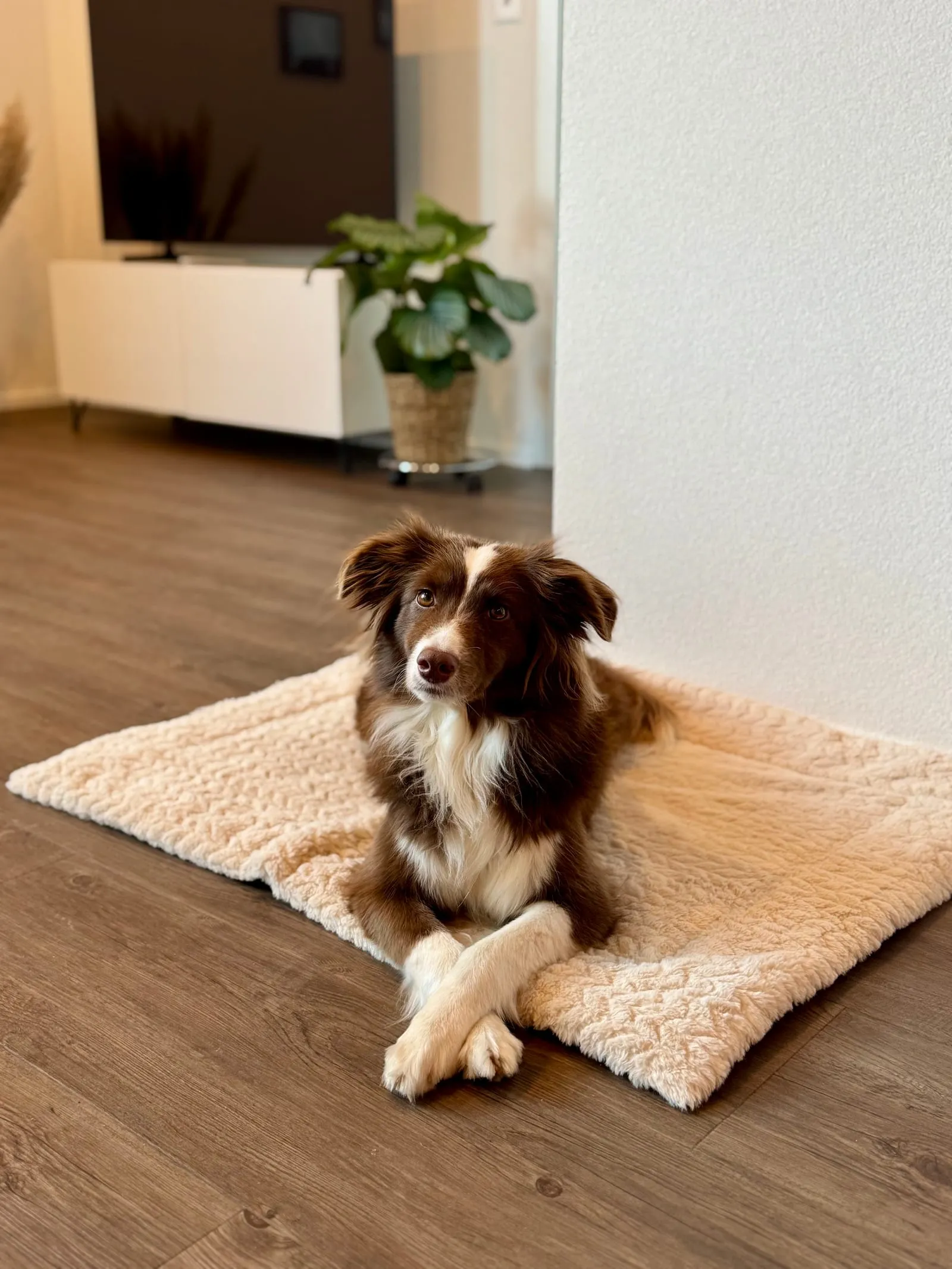 Hofhund Lou liegt entspannt auf ihrer Decke im Wohnzimmer