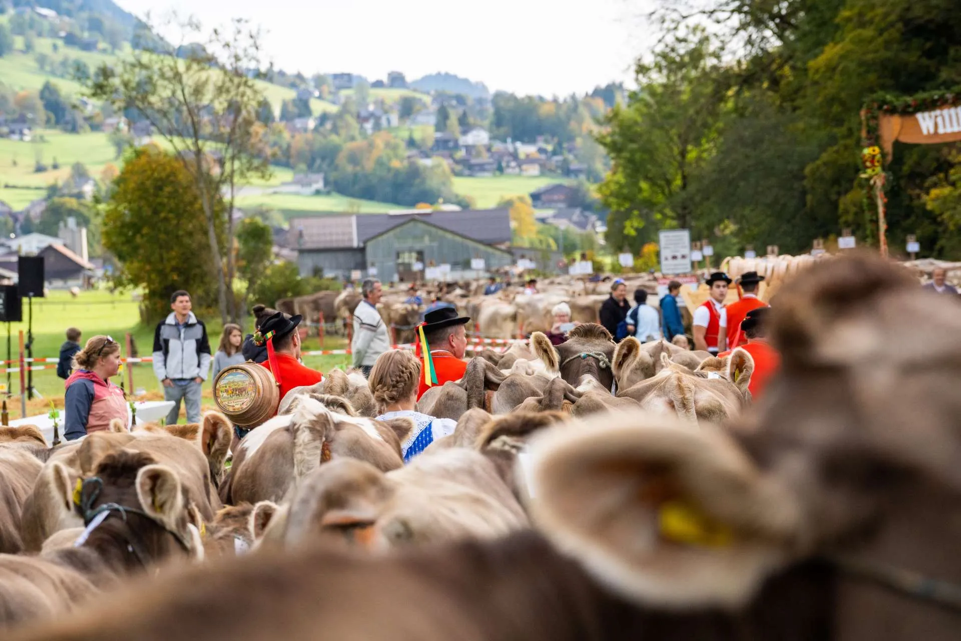 Viehschau in Alt St. Johann im Herbst, Kinder in Toggenburger Tracht begleiten die geschmückten Kühe