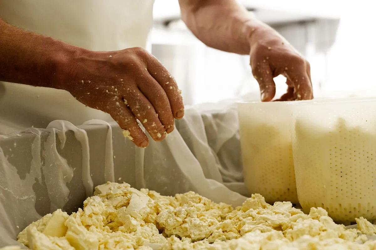 Frischer Käsebruch wird von Hand in Formen gefüllt, traditionelles Käsereihandwerk im Toggenburg
